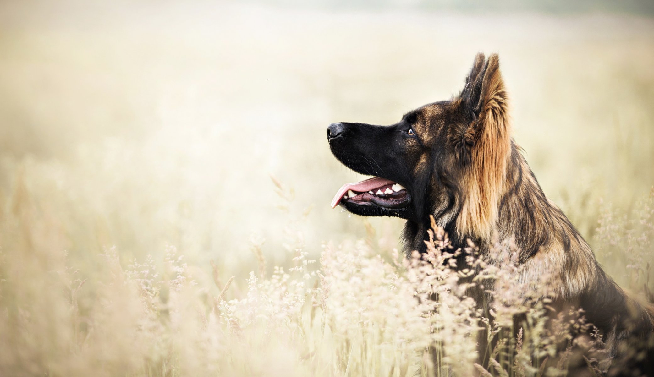 Взыскание ущерба при укусе собаки в Апрелевке