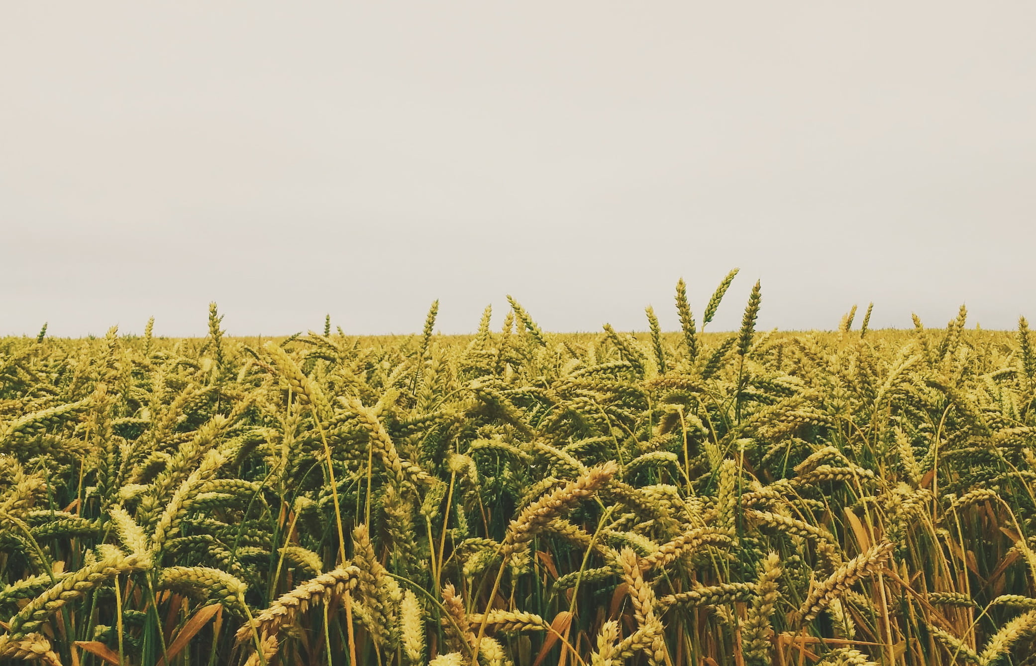 Юрист по земельным спорам в Апрелевке. Услуги земельного юриста.